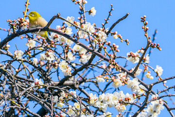 メジロ、梅、春、