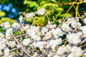 メジロ、梅、春、