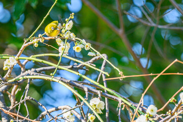 メジロ、梅、春、