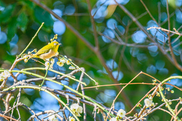 メジロ、梅、春、