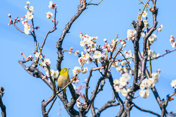 メジロ、梅、春、