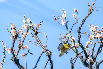 メジロ、梅、春、