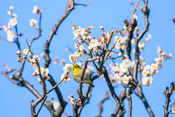 メジロ、梅、春、