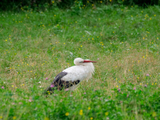 White stork ciconia cleaning his feathers with neck bent