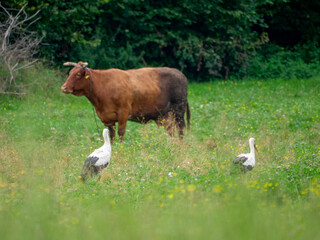White Stork feeding in the meadow with a Cow 5