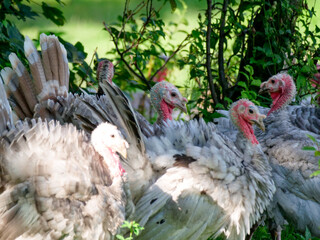 Turkeys feeding in the meadow