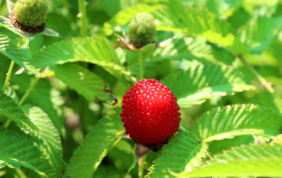 Ripe red berry of Tibetan raspberry in the foreground and unripe berries in the background on a bush on a summer sunny day. Horizontal photo, close-up