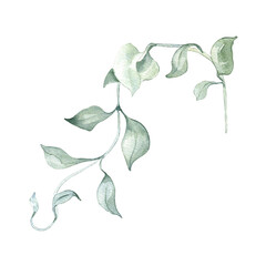 Leaves on vines watercolor illustration isolated on white. Greenery liana in soft colors hand drawn. Delicate branch in sage green painted in botanical sketch for nature background, foliage design © Ekaterina Lanbina