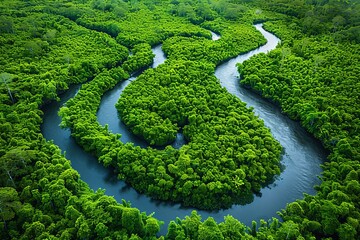 Aerial View of Winding River Flowing Through Dense Rainforest Landscape