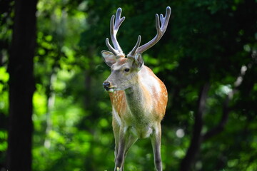 野生のエゾシカ
