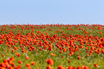 An abundance of poppies growing in rural Sussex on a sunny summer's day, with focus on the horizon