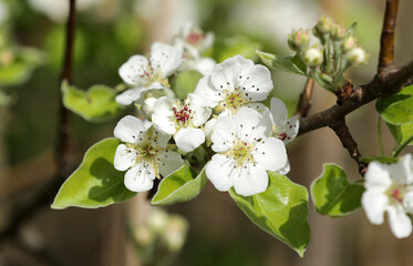 Pear tree with white flowers in spring