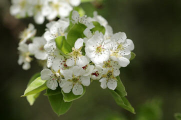 Pear tree with white flowers in spring