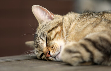 Gray tabby cat sleeping in the garden