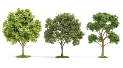 Obraz premium Three Lush Green Trees Isolated on White Background with Grass at the Base