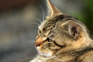 Obraz premium Gray tabby cat sleeping in the garden