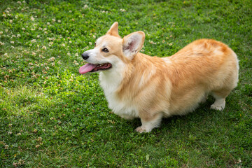 Happy corgi on a green lawn on a sunny day