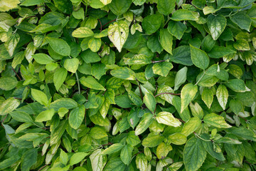 Emerald green foliage with large leaves