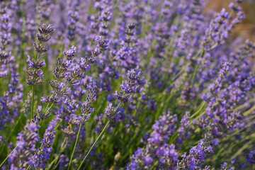 Blooming lavender stems in the foreground with a soft focus and blurred background of purple flowers under bright sunlight