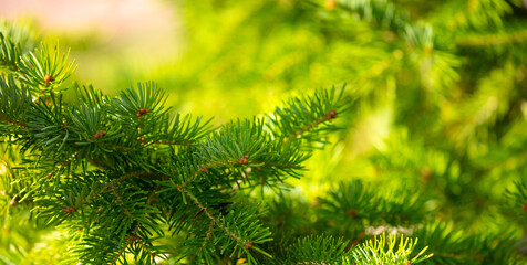 Fir branches close-up. Coniferous trees in the forest. Winter Christmas background. Christmas background, beautiful nature