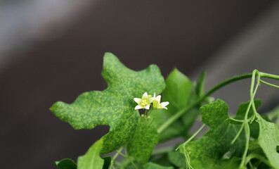Bryony with blossom in the garden on a garden fence