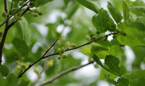 Mulberry tree with white fruit berry