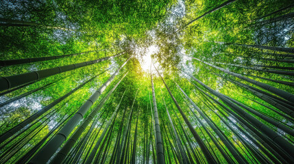 A peaceful scene of a bamboo forest in Arashiyama, with tall, green bamboo stalks