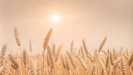 Fototapeta premium wheat on the side, sky and sun
