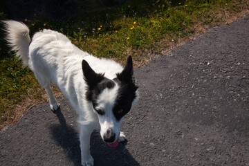 irish black and white sheep dog