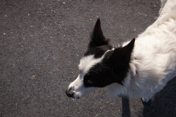 black and white sheepdog irish