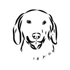 Happy American Foxhound peeking dog. Foxhound portrait. Black and white vector illustration.