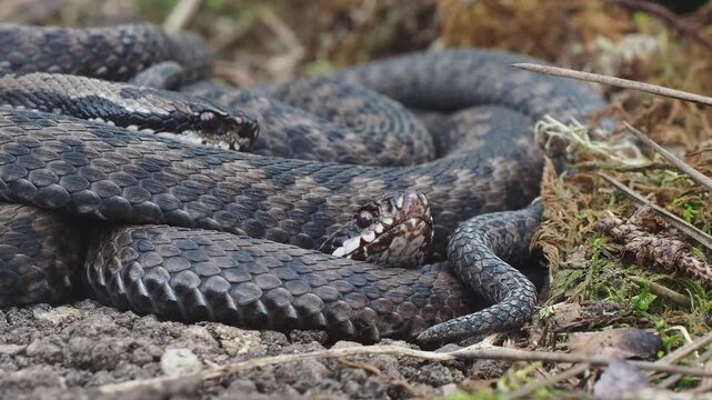 A group of Common European adder or common European viper (Vipera berus)
