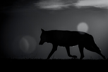 black and white photographs of a wolf in nature