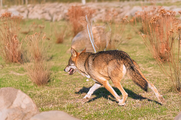 Photographs of a wolf in nature.