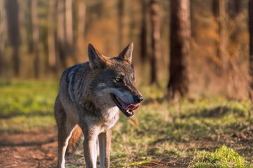 Photographs of a wolf in nature.