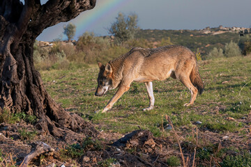 Photographs of a wolf in nature.