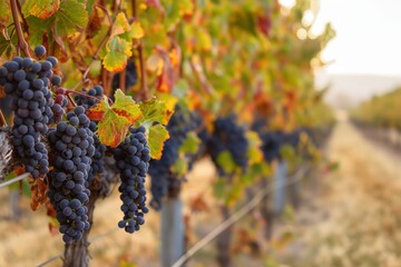 Bunches of grapes are hanging from vines in a vineyard, ripening in the autumn sun