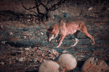 Photographs of a wolf in nature.