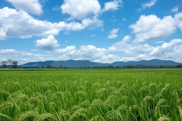 Wide shot of a rice paddy in new south wales with mountains in the distance under a blue sky