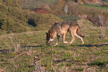 Photographs of a wolf in nature.