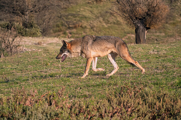 Photographs of a wolf in nature.