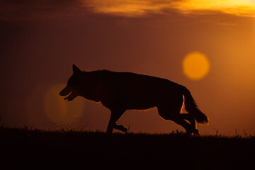 Photographs of a wolf in nature.