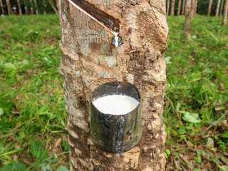 Rubber trees and bowls full of thick white latex