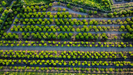 Land used for agriculture in Vietnam, Asia, seen from above