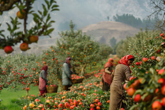Farmers are picking ripe, red apples and placing them into wicker baskets in an orchard in himachal pradesh, india