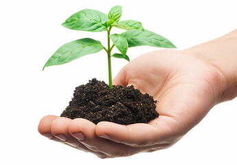 Hand holding a small plant or small tree for giving life to the earth, isolated on white background. Concept of conservation, planting, sustainability, environmental and ecology