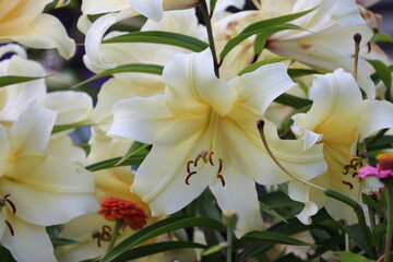Fototapeta premium Sweden. Lilium auratum ( yamayuri, literally 