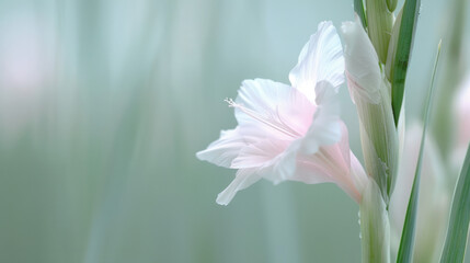 Obraz premium Gladiolus Bloom in Soft Focus