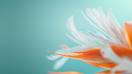 Fototapeta premium Bird of Paradise Flower Close-Up