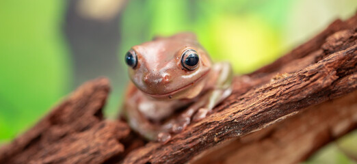 An Australian tree frog sits on the bark of a tree. The frog turns around and looks at the camera.